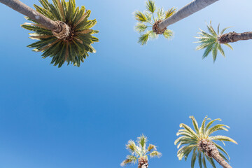 Tall, vibrant palm trees reaching towards a clear blue sunny sky