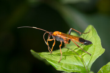 Closeup of Orange Ichneumonid wasp on a leaf