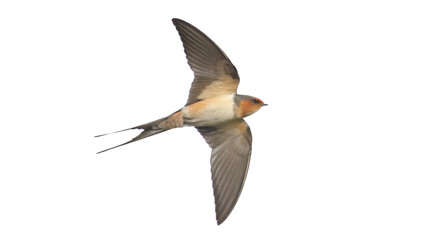Fototapeta premium Red-rumped swallow in flight, Cecropis daurica, isolated on white background PNG. GENERATIVE AI