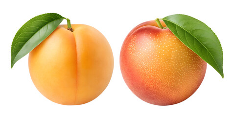 Fresh Peaches with Green Leaves, Two Juicy Varieties, Sweet Summer Fruit, Natural Peach Display, Cut Out
