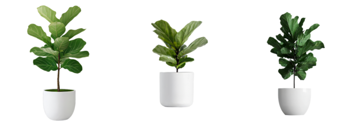 Minimalist mockups featuring isolated indoor plants in sleek white pots for modern decor inspiration and design ideas