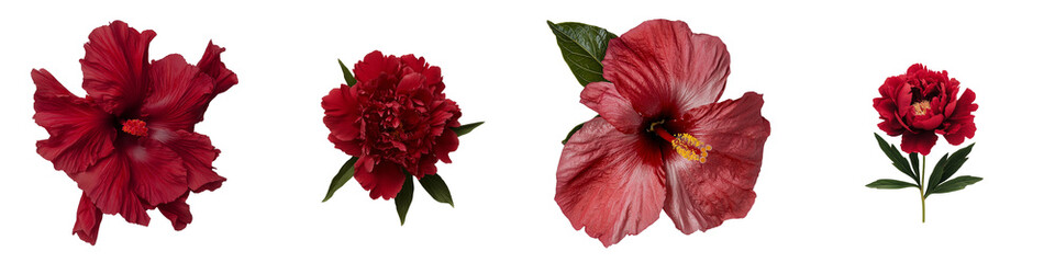 Collection of isolated minimalist floral mockups featuring rich red blooms on a clean white background for design purposes
