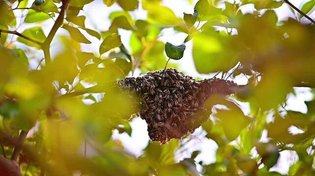 Little bees are making a nest on a tree, morning light.
