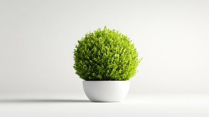 Green plant in white pot