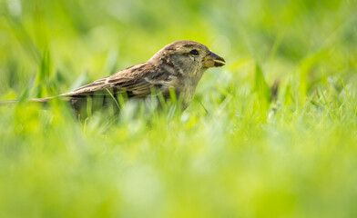 Close up of common house sparrow foraging in green grass