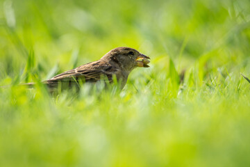 Close up of common house sparrow foraging in green grass