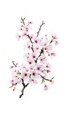 Naklejka premium Delicate Cherry Blossom Branch Isolated - Spring Floral Design Element for Beauty, Wellness, and Nature-Inspired Projects