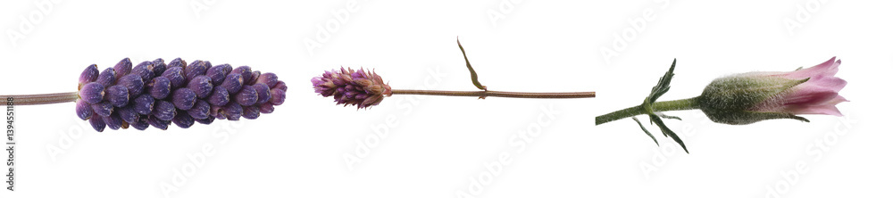Poster Isolated minimalist mockups of lavender in various stages of bloom against a clean white background