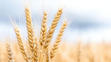 Wheat Stalks Golden Field, Natural Soft Focus, Close-up Detailed View, Ripe Grain Texture, Harvesting Concept, Sunny Field Backdrop, Warm Golden Hues, Ideal for Agriculture Ads