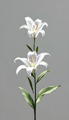 Elegant White Lily Blossom on Soft Gray - Perfect Floral Element for Spring and Summer Designs, Botanical Beauty, Isolated Bloom