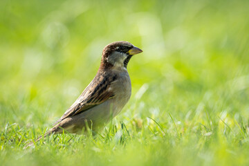 Close up of common house sparrow foraging in green grass