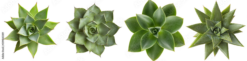 Poster Isolated minimalist mockups of various succulent plants showcasing unique shapes and textures in a clean, modern presentation