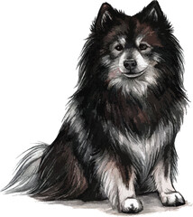Obraz premium clipart canadian-eskimo-dog-colored-sketch