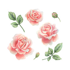 Naklejka premium Flowers open roses coral and pink in pastel shades with leaves and buds. Watercolor illustration hand drawn. Set of separate elements isolated from the background.