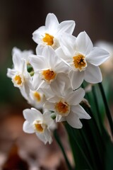 Obraz premium A beautiful cluster of daffodils showcasing their vibrant yellow centers amidst delicate white petals in bloom.