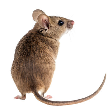 Full-Body Rear View of a Mouse with Tail Visible on White Background