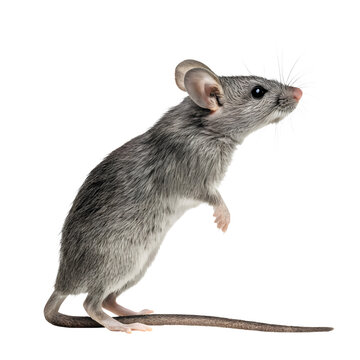 High-Resolution Side View of a Grey Mouse Standing on White Background"