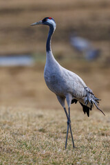 Kraniche (Grus grus)