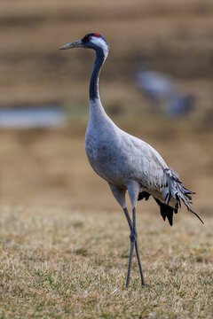Kraniche (Grus grus)