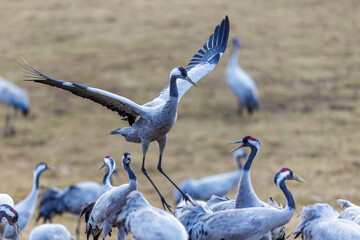 Kraniche (Grus grus)