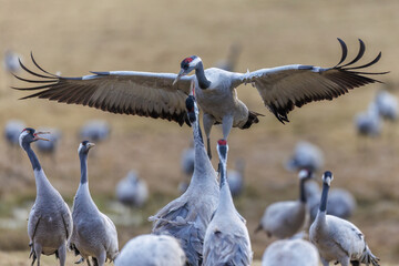 Kraniche (Grus grus)