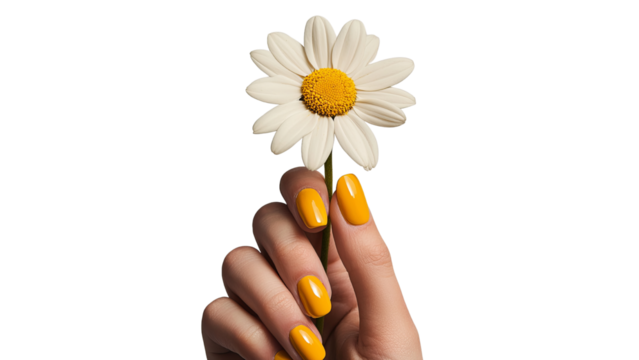 Png of A woman's hand holding a vibrant daisy flower, showcasing bright yellow nails against a simple black background.