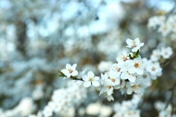 Spring blossoming trees with white flowers in the garden. Spring background