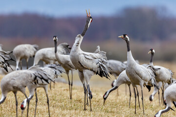 Kraniche (Grus grus)