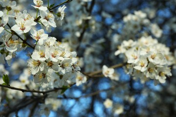 Spring blossoming trees with white flowers in the garden. Spring background