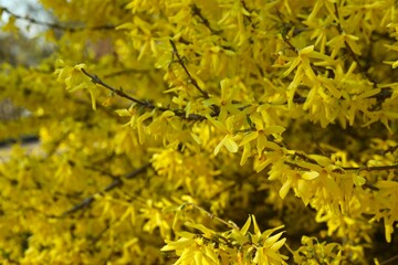 Forsythia bush, close up view