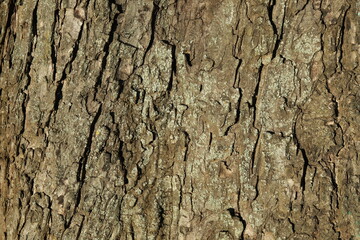 Tree bark background, close up view