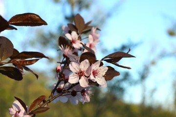 Spring blossoming trees with pink flowers in the garden against the blue sky. Spring background
