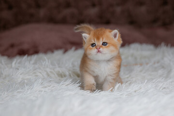 A cute little red-haired British breed kitten on a fur coat