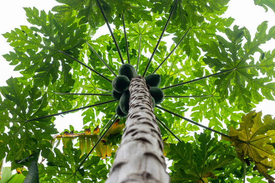 Green lush papaya tree with hanging papaya fruit