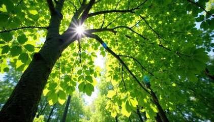 Fototapeta premium Sunlight dappling spring beech leaves, vibrant green canopy , landscape, scenic
