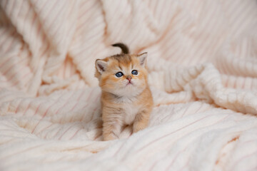 A cute little red-haired British kitten on a fur rug