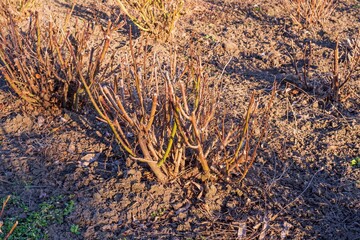 Bush of elite rose in spring. Awakening of nature.