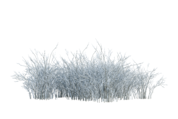 snow covered shrub and small plants isolated on white
