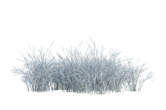 snow covered shrub and small plants isolated on white
