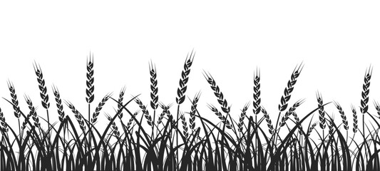 Wheat field. Seamless pattern of ears of wheat on white background.