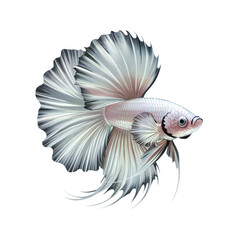 Obraz premium Aquatic Elegance: A mesmerizing depiction of a radiant betta fish, showcasing a spectrum of colors and textures in its fluid form.