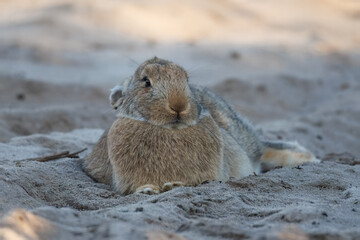 Close-up of a female grey-furred rabbit resting on the sand on a cloudy spring day.