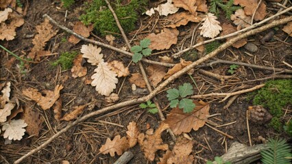 Naklejka premium Dry leaves and twigs scattered on the forest floor in muted colors.