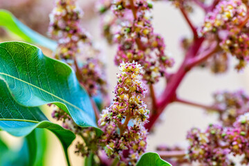 Mangifera indica pertenece a la familia Anacardiaceae.