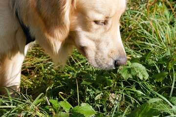Dog's head as it sniffs the green grass and plants