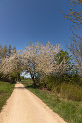 Spring landscape with blooming trees on a dirt road in the countryside.