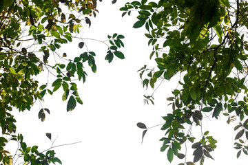 green leaves on white background