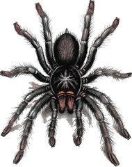 clipart camel-spider-sketch