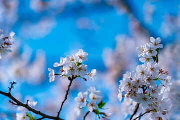 cherry tree blossom