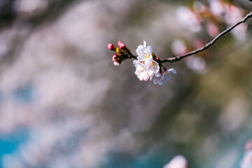 cherry blossom in spring
